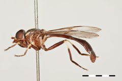 Eosalpingogaster umbra by the Smithsonian. Used under a CC0 license.