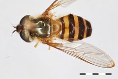 Epistrophe carmichaeli by the Smithsonian. Used under a CC0 license.