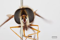 Epistrophe carmichaeli by the Smithsonian. Used under a CC0 license.