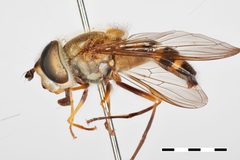 Epistrophe carmichaeli by the Smithsonian. Used under a CC0 license.