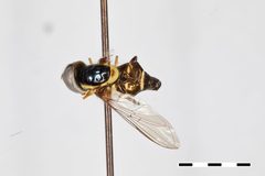 Epistrophe longulus by the Smithsonian. Used under a CC0 license.
