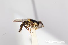 Epistrophe longulus by the Smithsonian. Used under a CC0 license.