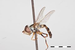 Epistrophe magnicornis by the Smithsonian. Used under a CC0 license.