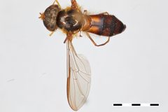Episyrphus meliscaevoides by the Smithsonian. Used under a CC0 license.