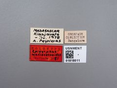Episyrphus meliscaevoides by the Smithsonian. Used under a CC0 license.