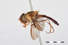 Episyrphus meliscaevoides by the Smithsonian. Used under a CC0 license.