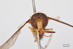 Episyrphus meliscaevoides by the Smithsonian. Used under a CC0 license.