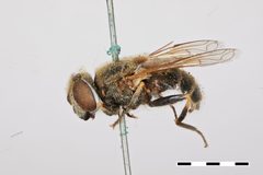 Eristalis brousii by the Smithsonian. Used under a CC0 license.