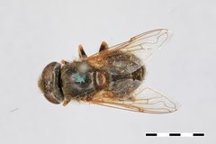 Eristalis brousii by the Smithsonian. Used under a CC0 license.