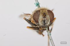 Eristalis brousii by the Smithsonian. Used under a CC0 license.