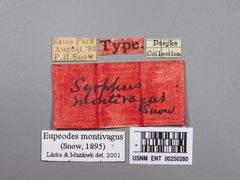Eupeodes montivagus by the Smithsonian. Used under a CC0 license.