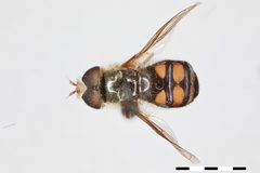 Eupeodes montivagus by the Smithsonian. Used under a CC0 license.