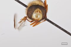 Eupeodes montivagus by the Smithsonian. Used under a CC0 license.