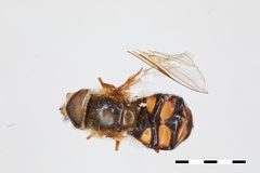 Eupeodes montivagus by the Smithsonian. Used under a CC0 license.