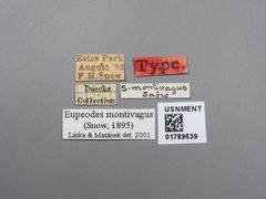 Eupeodes montivagus by the Smithsonian. Used under a CC0 license.