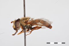 Eupeodes montivagus by the Smithsonian. Used under a CC0 license.