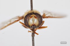 Eupeodes montivagus by the Smithsonian. Used under a CC0 license.