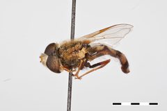 Eupeodes montivagus by the Smithsonian. Used under a CC0 license.