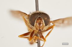 Ferdinandea aeneicolor by the Smithsonian. Used under a CC0 license.