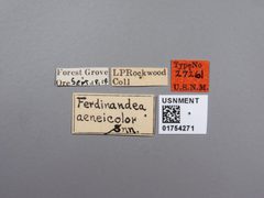 Ferdinandea aeneicolor by the Smithsonian. Used under a CC0 license.