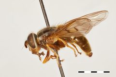 Ferdinandea aeneicolor by the Smithsonian. Used under a CC0 license.