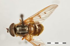 Ferdinandea aeneicolor by the Smithsonian. Used under a CC0 license.