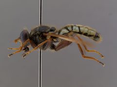 Hadromyia cimbiciformis by the Smithsonian. Used under a CC0 license.