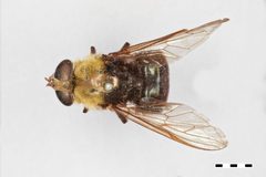 Hadromyia grandis by the Smithsonian. Used under a CC0 license.