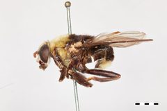 Hadromyia grandis by the Smithsonian. Used under a CC0 license.