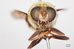 Hadromyia grandis by the Smithsonian. Used under a CC0 license.