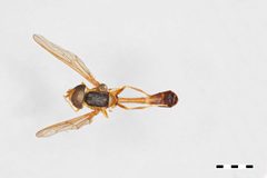 Hybobathus avittatus by the Smithsonian. Used under a CC0 license.