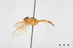 Hybobathus avittatus by the Smithsonian. Used under a CC0 license.