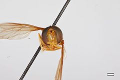 Hybobathus avittatus by the Smithsonian. Used under a CC0 license.