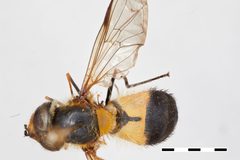 Leucozona virenda by the Smithsonian. Used under a CC0 license.