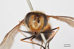 Leucozona virenda by the Smithsonian. Used under a CC0 license.