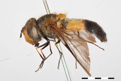 Leucozona virenda by the Smithsonian. Used under a CC0 license.