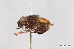 Mallota inversa by the Smithsonian. Used under a CC0 license.