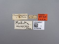 Mallota inversa by the Smithsonian. Used under a CC0 license.
