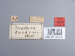 Mallota sackenii by the Smithsonian. Used under a CC0 license.