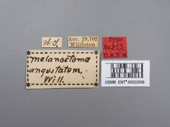 Melanostoma angustatum by the Smithsonian. Used under a CC0 license.