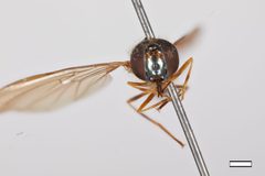 Melanostoma angustatum by the Smithsonian. Used under a CC0 license.