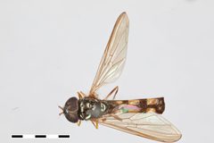 Melanostoma angustatum by the Smithsonian. Used under a CC0 license.