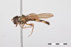 Melanostoma angustatum by the Smithsonian. Used under a CC0 license.
