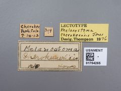 Melanostoma cherokeensis by the Smithsonian. Used under a CC0 license.