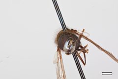 Melanostoma cherokeensis by the Smithsonian. Used under a CC0 license.
