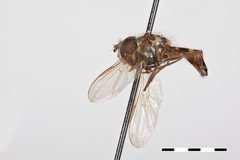 Melanostoma cherokeensis by the Smithsonian. Used under a CC0 license.