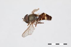 Melanostoma cherokeensis by the Smithsonian. Used under a CC0 license.