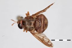 Microdon abditus by the Smithsonian. Used under a CC0 license.