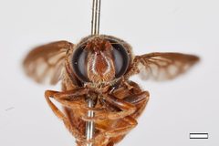 Microdon abditus by the Smithsonian. Used under a CC0 license.