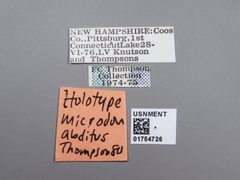 Microdon abditus by the Smithsonian. Used under a CC0 license.